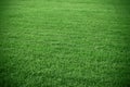 Grass field Royalty Free Stock Photo