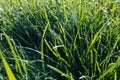 Grass field in sunny morning. Bright vibrant green grass close-up Royalty Free Stock Photo