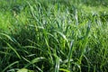 Grass field in sunny morning. Bright vibrant green grass close-up Royalty Free Stock Photo