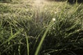 Grass field in sunny morning. Bright vibrant green grass close-up Royalty Free Stock Photo