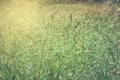 Field of grass during sunset