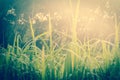 Grass field at sunrise,relax spring nature wallpaper background Royalty Free Stock Photo
