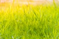 Grass on the field during sunrise Suitable for writing words or behind the scenes.