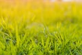 Grass on the field during sunrise Suitable for writing words or behind the scenes.