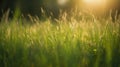 Grass in the field at sunset. Nature background. Selective focus Royalty Free Stock Photo