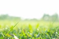 Grass field sunshine field ,greensward Royalty Free Stock Photo