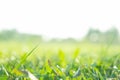 Grass field sunshine field ,greensward