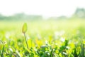 Grass field sunshine field ,greensward