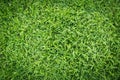 Grass field texture for golf course, soccer field or sports background concept design.