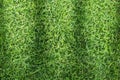 Grass texture or grass background. Green grass for golf course, soccer field or sports background concept design. Royalty Free Stock Photo