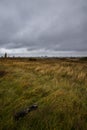 Grass field on the top of forested dune Royalty Free Stock Photo