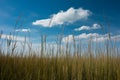Grass field under blue sky creates idyllic natural backdrop