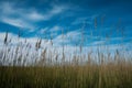 Grass field under blue sky creates idyllic natural backdrop