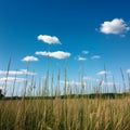 Grass field under blue sky creates idyllic natural backdrop