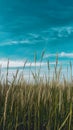 Grass field under blue sky creates idyllic natural backdrop