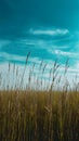 Grass field under blue sky creates idyllic natural backdrop