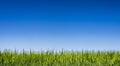 Grass field under a clear blue sky