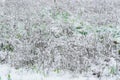 Grass field under a thin layer of snow