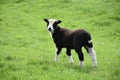 Very Cute Black and White Baby Lamb in a Field Royalty Free Stock Photo