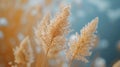 grass in a field grass in the wind golden wheat field Royalty Free Stock Photo