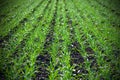 Grass on the field. Winter crops.