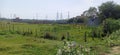 Grass fields structure tree and plant in rajnagar madhubani India