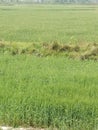 Grass fields structure tree and plant in rajnagar madhubani India