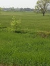Grass fields structure tree and plant in rajnagar madhubani India