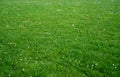 Grass fields with white daisy flowers, Meadow with wild flowers, Nature fresh lawn carpet background. Green grass texture on Royalty Free Stock Photo