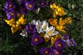 Grass filled with purple, white, and yellow flowers Royalty Free Stock Photo