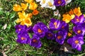 Grass filled with purple, white, and yellow flowers Royalty Free Stock Photo