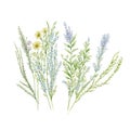 grass floral, Wildflowers, herbs painted in watercolor1 Royalty Free Stock Photo