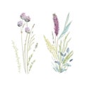 grass floral, Wildflowers, herbs painted in watercolor1 Royalty Free Stock Photo