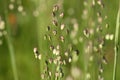 Grass flower