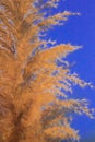 Grass flower against sky background dry grass Beautiful Royalty Free Stock Photo