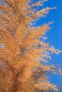 Grass flower against sky background dry grass Beautiful Royalty Free Stock Photo