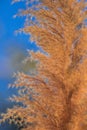 Grass flower against sky background dry grass Beautiful Royalty Free Stock Photo