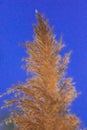 Grass flower against sky background dry grass Beautiful Royalty Free Stock Photo