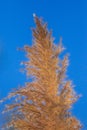 Grass flower against sky background dry grass Beautiful Royalty Free Stock Photo