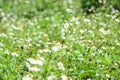 Grass flower Background blur Grass flower Background blur