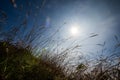 Grass flower background lens flare effected