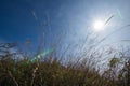 Grass flower background lens flare effected