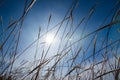 Grass flower background lens flare effected