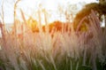 Grass flower background texture in sunset light Royalty Free Stock Photo