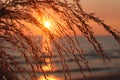 Grass flower on the beach at summer sunset time Royalty Free Stock Photo