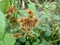 Grass flower bidens with the nature green