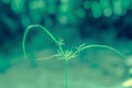 Grass flower blooming  with blue and green bokeh background Royalty Free Stock Photo