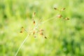 Grass flower  blooming  ,spring nature wallpaper background Royalty Free Stock Photo