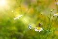 Grass flower  blowing in the wind in the morning with golden sunshine with  two butterflies Royalty Free Stock Photo