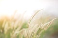 Grass flower blur image with sun flare as abstract background with vintage filter Royalty Free Stock Photo